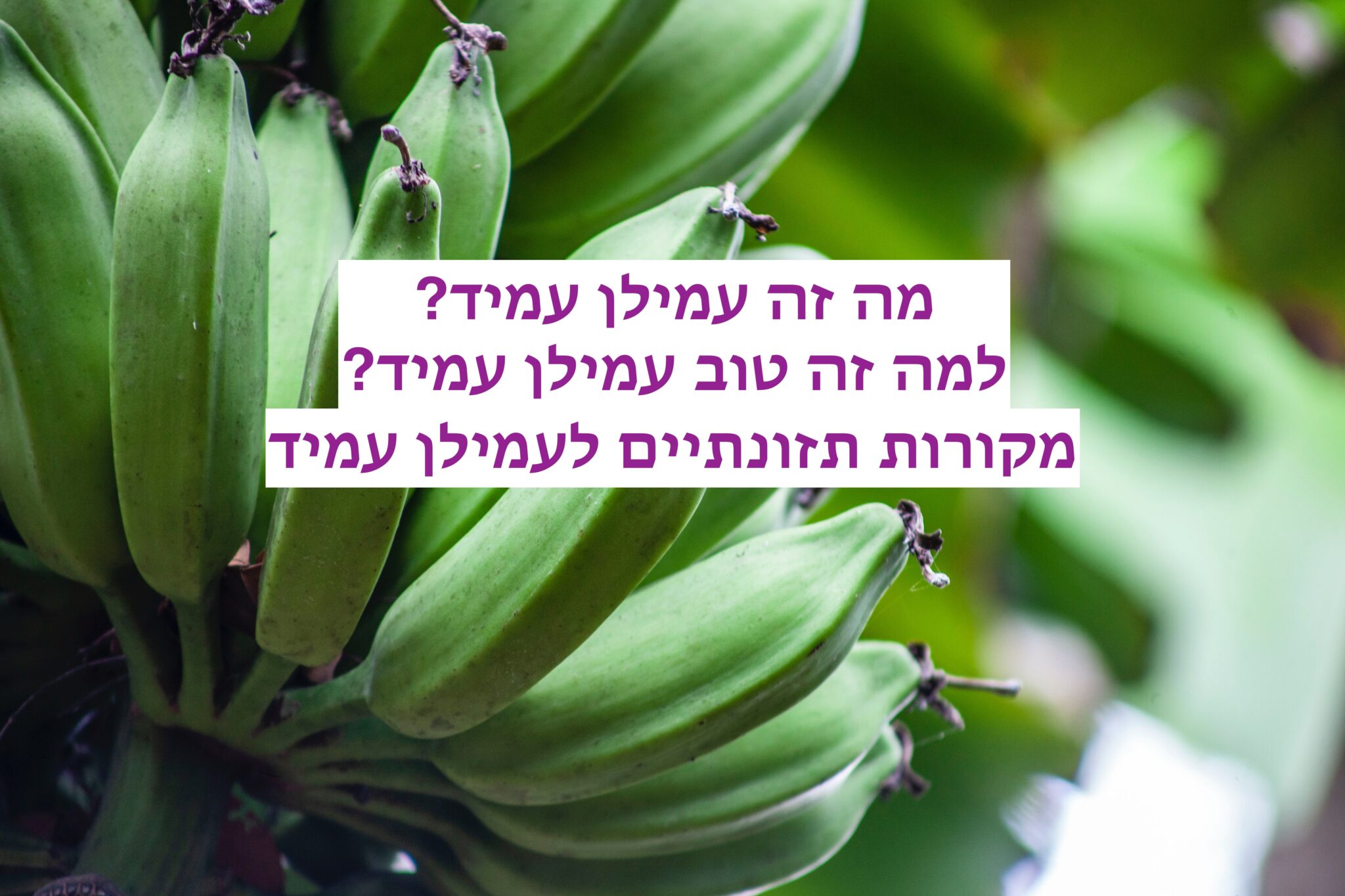 בננות ירוקות עמילן עמיד