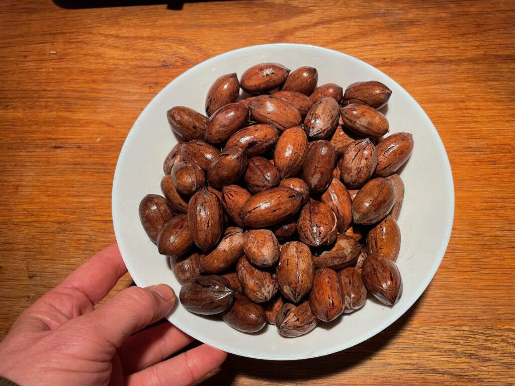 פקאנים במי מלח
