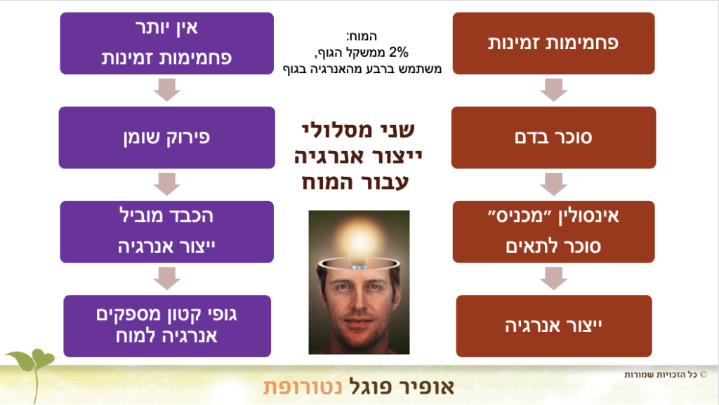 מסלולי אנרגיה למוח