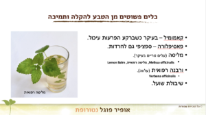 כלים פשוטים מהטבע להרגעה ותמיכה