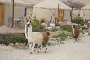 חיות נחמדות בריטריט לבריאות המוח