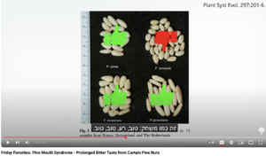 תמונה של זני צנובר שונים, כולל זן שגורם לטעם מר בפה